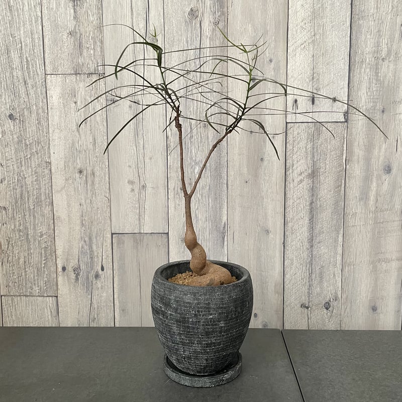 ブラキキトン ルペストリス ボトルツリー | 1pair