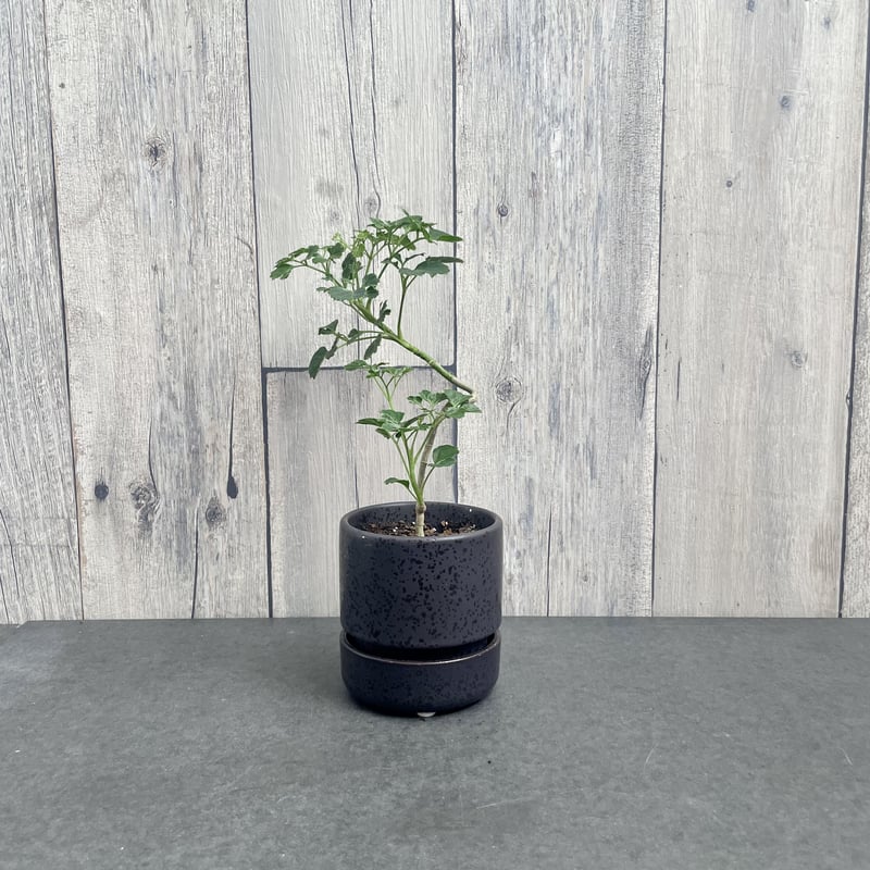 ポリシャス バタフライ | 1pair