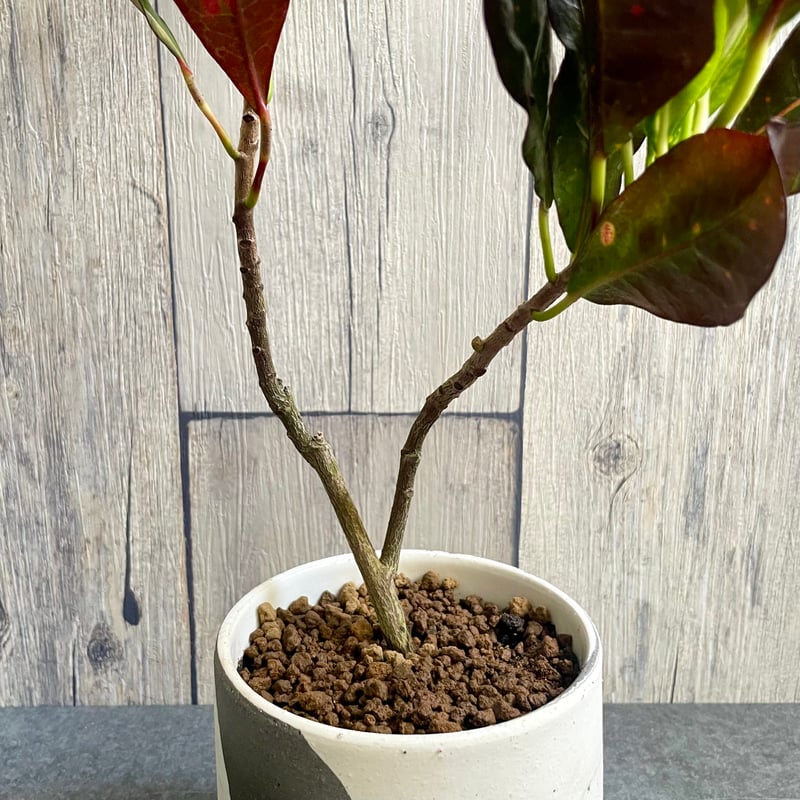 クロトン エクセレント | 1pair