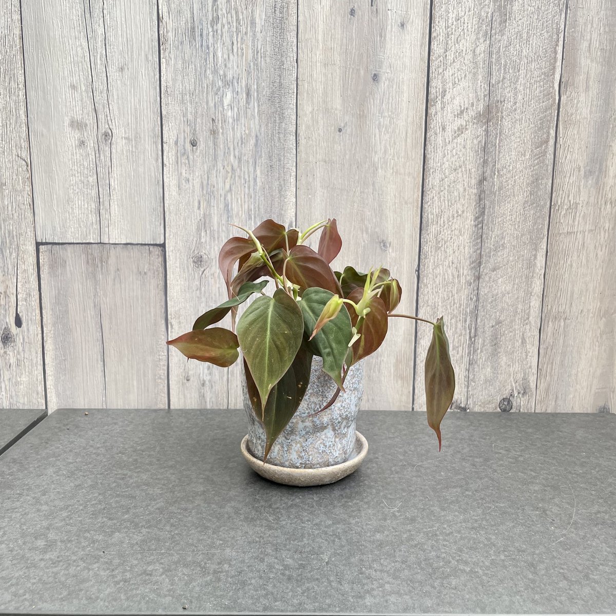 フィロデンドロン ビロードカズラ スタン | 1pair