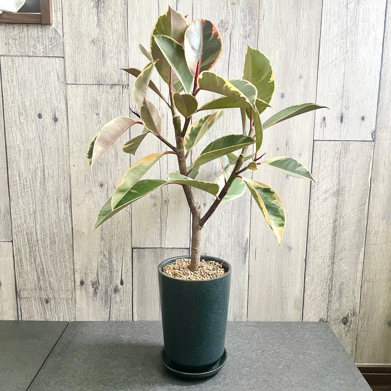 フィカス エラスティカ ティネケ | 1pair