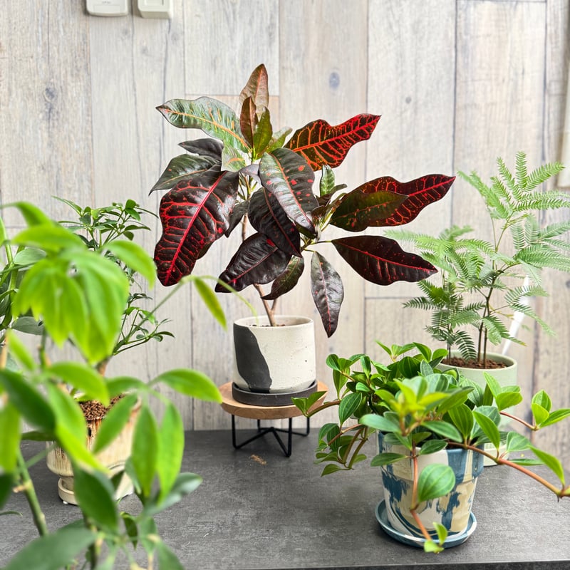 クロトン エクセレント | 1pair