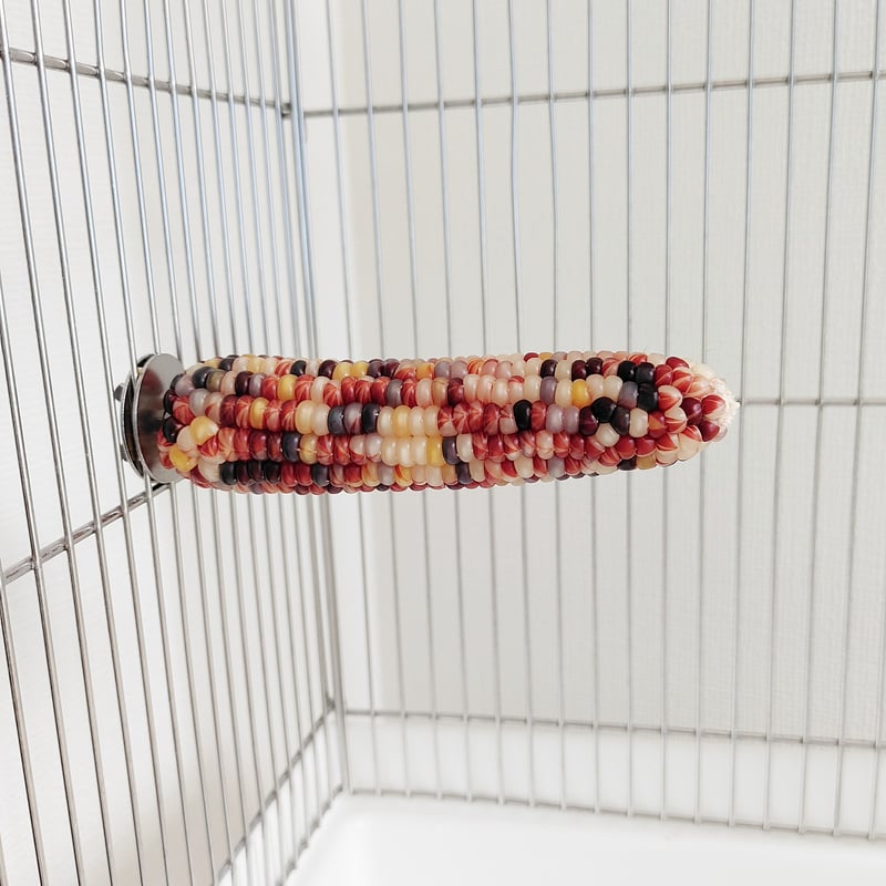 2025年小鳥インコ用 止まり木 カラフルコーンパーチ Lサイズ