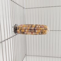 小鳥インコ用 止まり木 カラフルコーンパーチ Mサイズ バードトイ 鳥おもちゃ M026