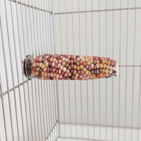 2025年小鳥インコ用 止まり木 カラフルコーンパーチ Lサイズ バードトイ 鳥おもちゃ L018
