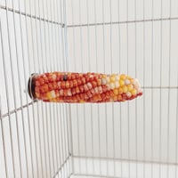 2025年小鳥インコ用 止まり木 カラフルコーンパーチ Lサイズ バードトイ 鳥おもちゃ L013