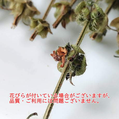 シトラスバジル穂 １０g増量です！