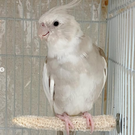 小鳥インコ用 止まり木 カラフルコーンパーチ Lサイズ バードトイ 鳥おもちゃ L026