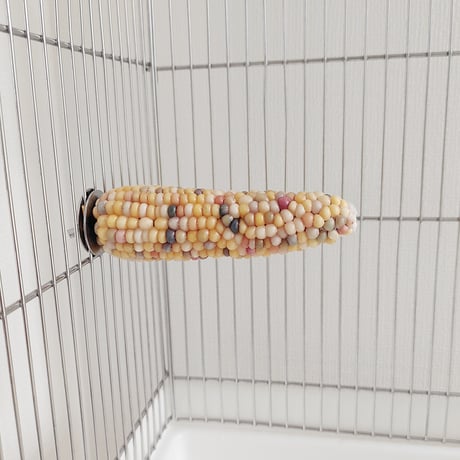 小鳥インコ用 止まり木 カラフルコーンパーチ 2Lサイズ バードトイ 鳥おもちゃ 2L036