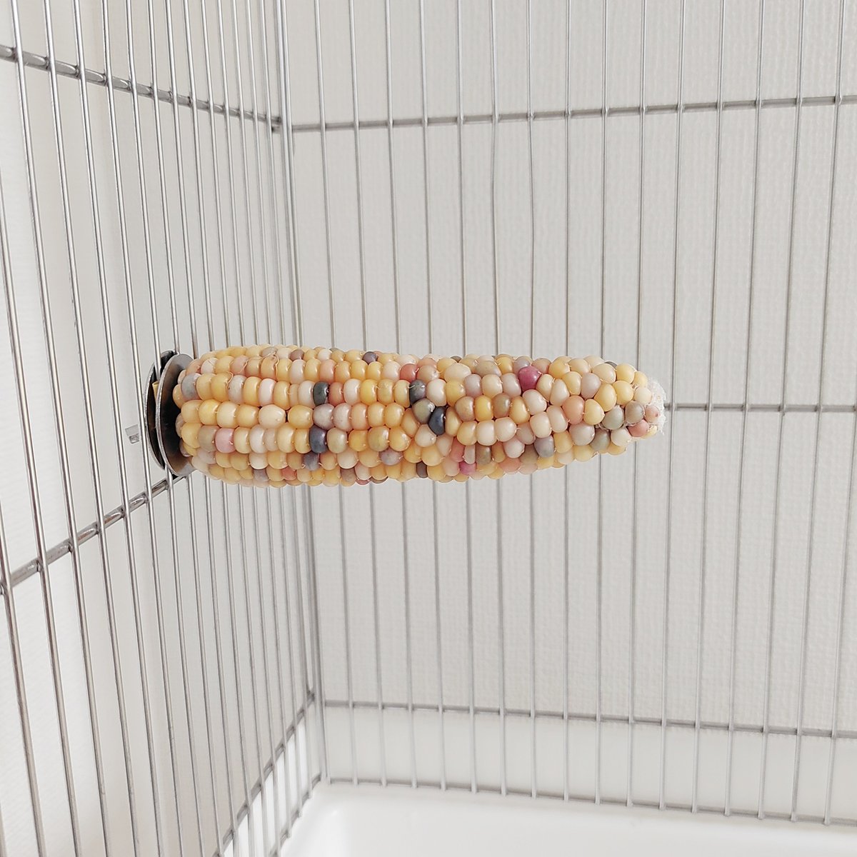 2025年小鳥インコ用 止まり木 カラフルコーンパーチ 2Lサイズ