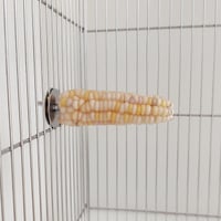 小鳥インコ用 止まり木 カラフルコーンパーチ Mサイズ バードトイ 鳥おもちゃ M040