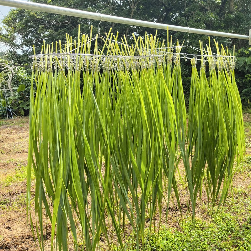 レモングラス葉 20g | バード ハート okinawa レモングラス葉 20g | バード ハート okinawa
