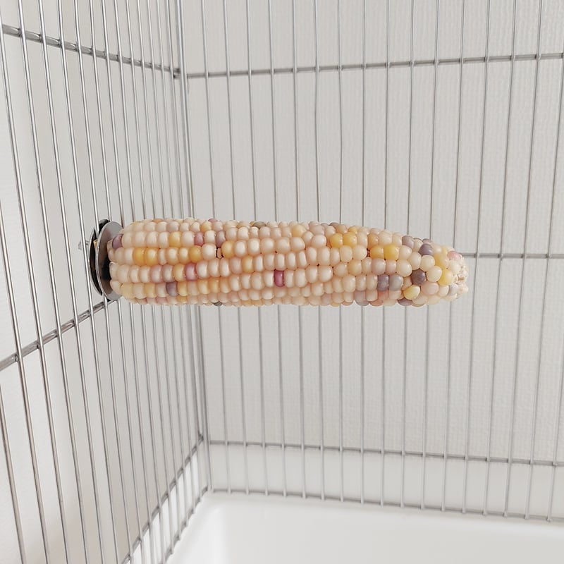 2025年小鳥インコ用 止まり木 カラフルコーンパーチ 2Lサイズ