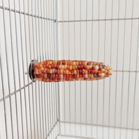 小鳥インコ用 止まり木 カラフルコーンパーチ Lサイズ バードトイ 鳥おもちゃ L005
