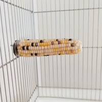 2025年小鳥インコ用 止まり木 カラフルコーンパーチ Lサイズ バードトイ 鳥おもちゃ L002