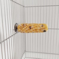 小鳥インコ用 止まり木 カラフルコーンパーチ Mサイズ バードトイ 鳥おもちゃ M032