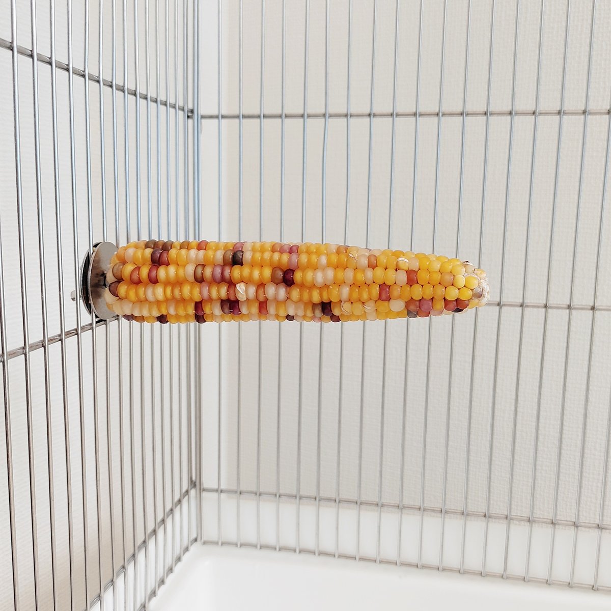 バードトイ　おまとめページ 2025年小鳥インコ用 止まり木 カラフルコーンパーチ Lサイズ