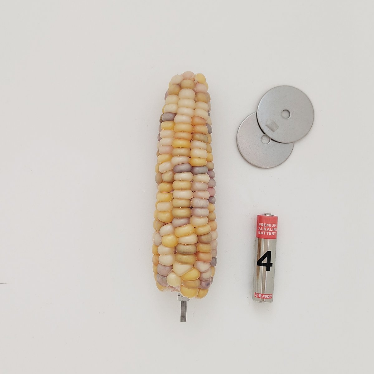 2025年小鳥インコ用 止まり木 カラフルコーンパーチ Lサイズ