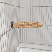 小鳥インコ用 止まり木 カラフルコーンパーチ Lサイズ バードトイ 鳥おもちゃ L027