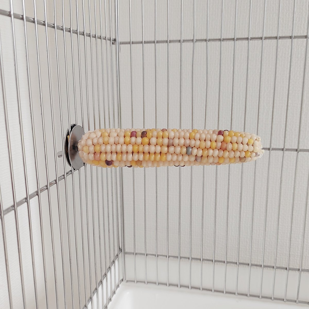 小鳥インコ用 止まり木 カラフルコーンパーチ Lサイズ バードトイ 鳥