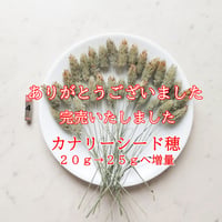 2026カナリーシード穂 完売いたしました