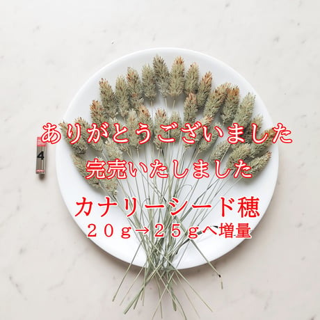 2026カナリーシード穂 完売いたしました