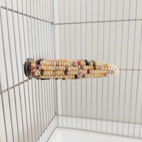 2025年小鳥インコ用 止まり木 カラフルコーンパーチ Lサイズ バードトイ 鳥おもちゃ L006