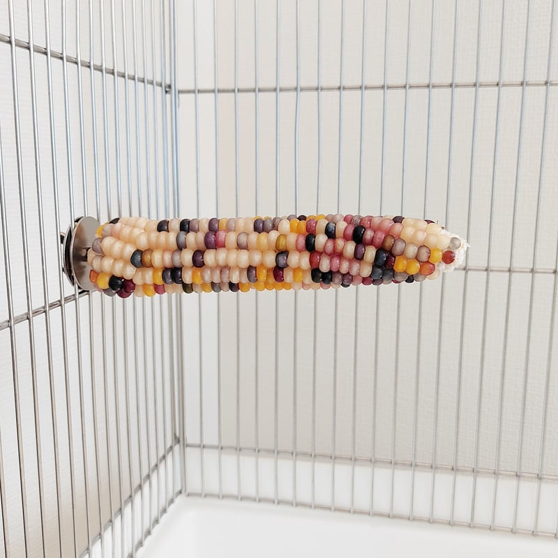 CATEGORY 2Lサイズ | バード ハート okinawa