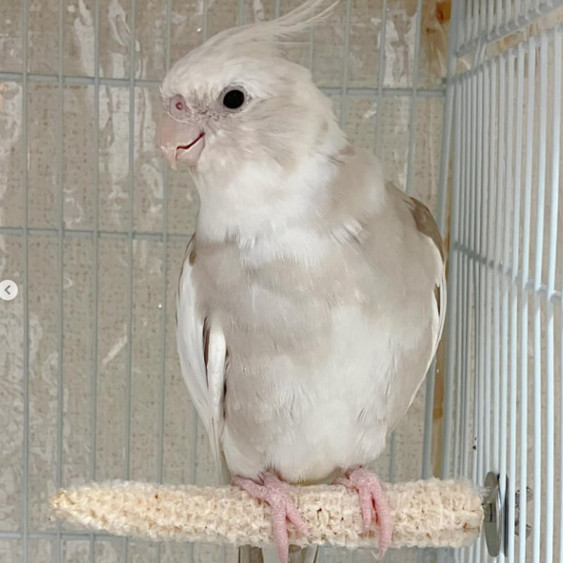 2025年小鳥インコ用 止まり木 カラフルコーンパーチ Lサイズ