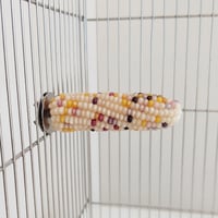 小鳥インコ用 止まり木 カラフルコーンパーチ Mサイズ バードトイ 鳥おもちゃ M010