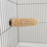 小鳥インコ用 止まり木 カラフルコーンパーチ Mサイズ バードトイ 鳥おもちゃ M007