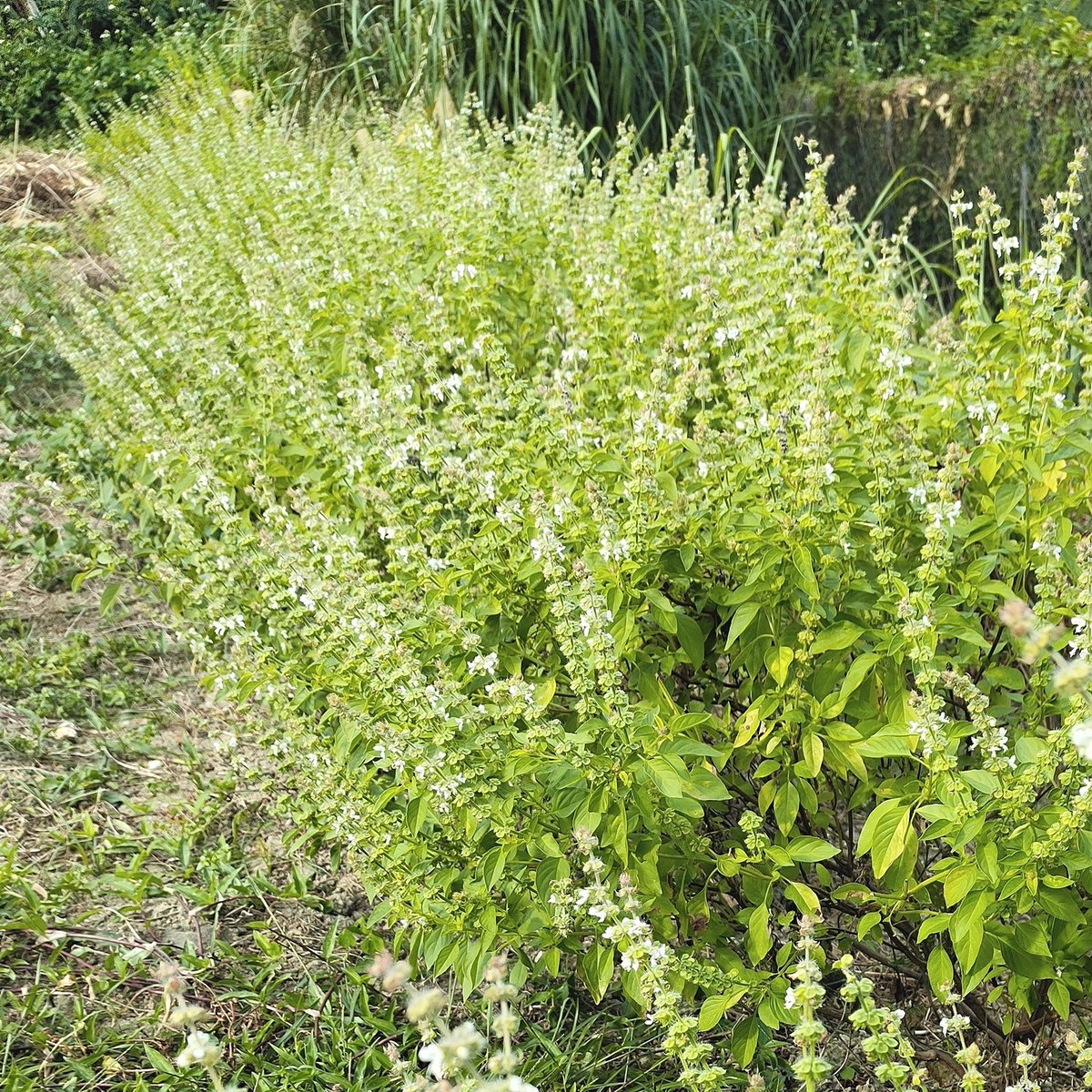 【まる】バジル花穂 まる】バジル花穂 まる】バジル花穂 やまねこ日誌 - スィートバジルの花