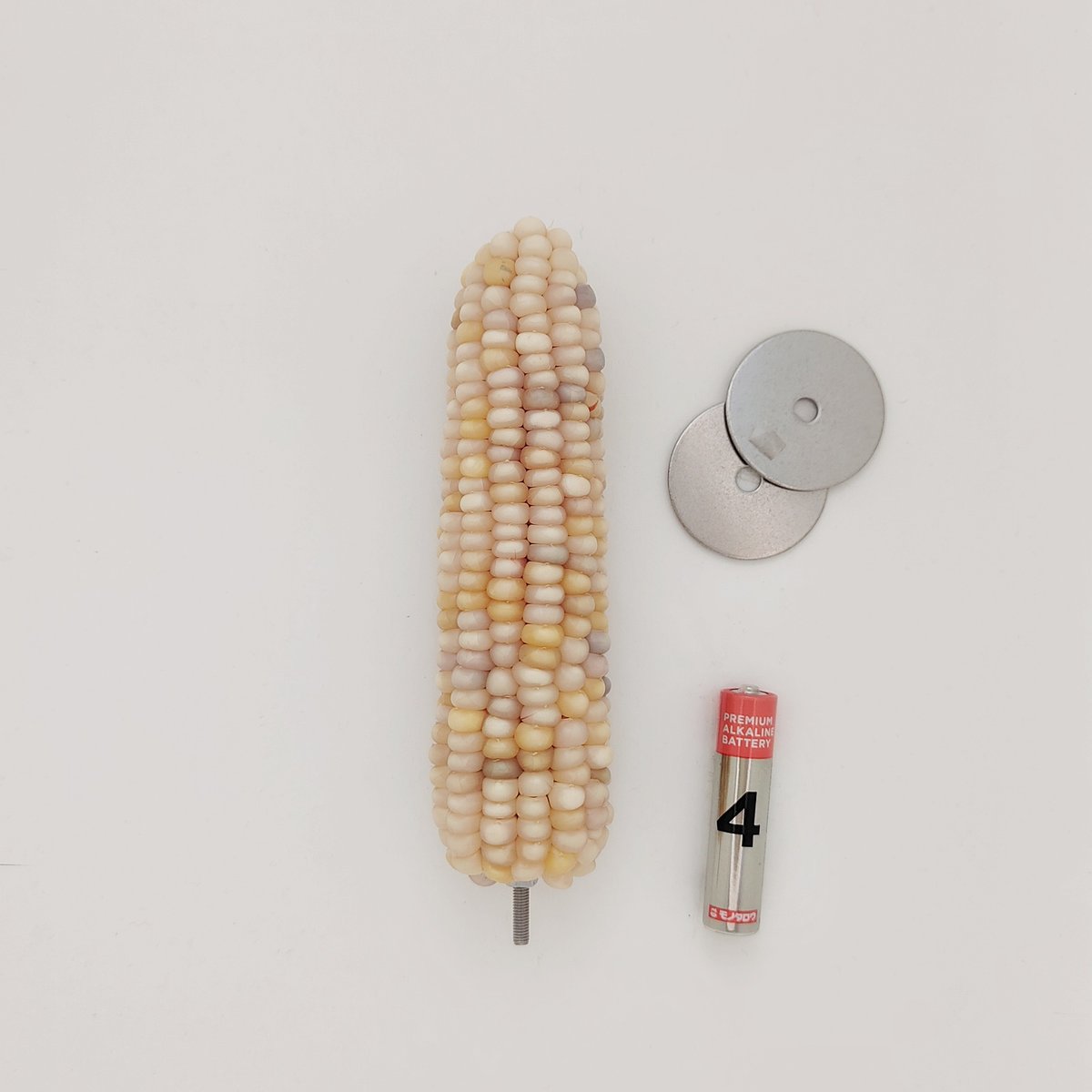 2025年小鳥インコ用 止まり木 カラフルコーンパーチ 2Lサイズ