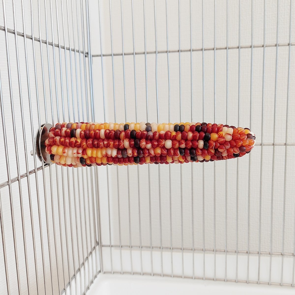 2025年小鳥インコ用 止まり木 カラフルコーンパーチ Lサイズ