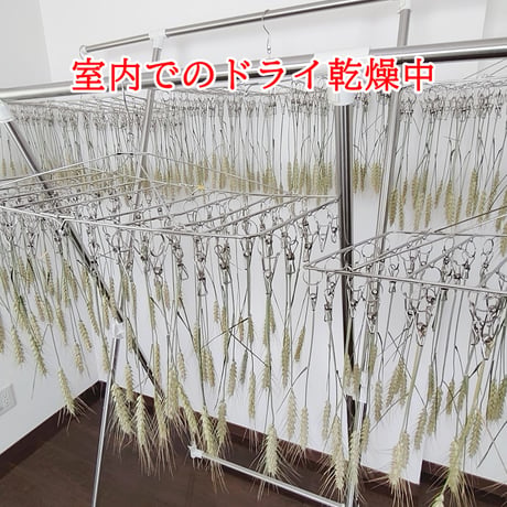 沖縄小麦穂  🌾初栽培お試し増量60g（期間限定）