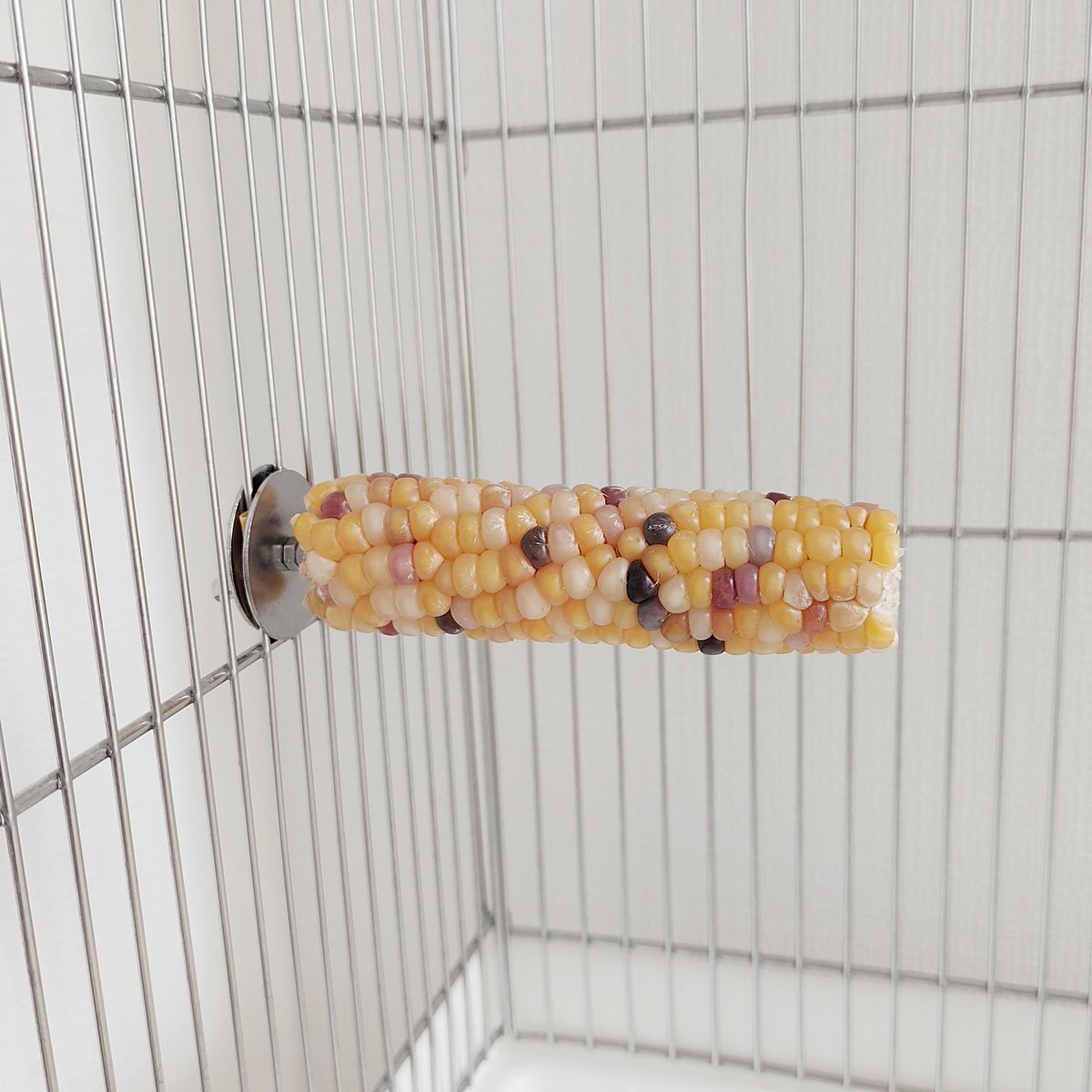 2025年小鳥インコ用 止まり木 カラフルコーンパーチ Lサイズ