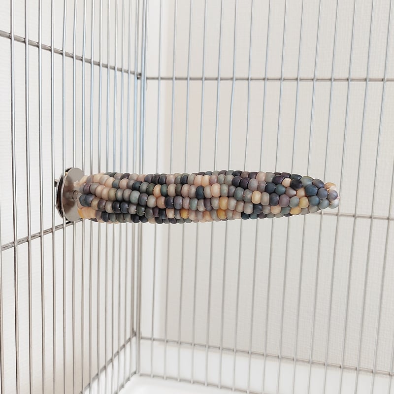 ごん　猛禽類オーダーシェルフパーチ ごん様専用 猛禽類オーダーシェルフパーチ ごん 猛禽類オーダー