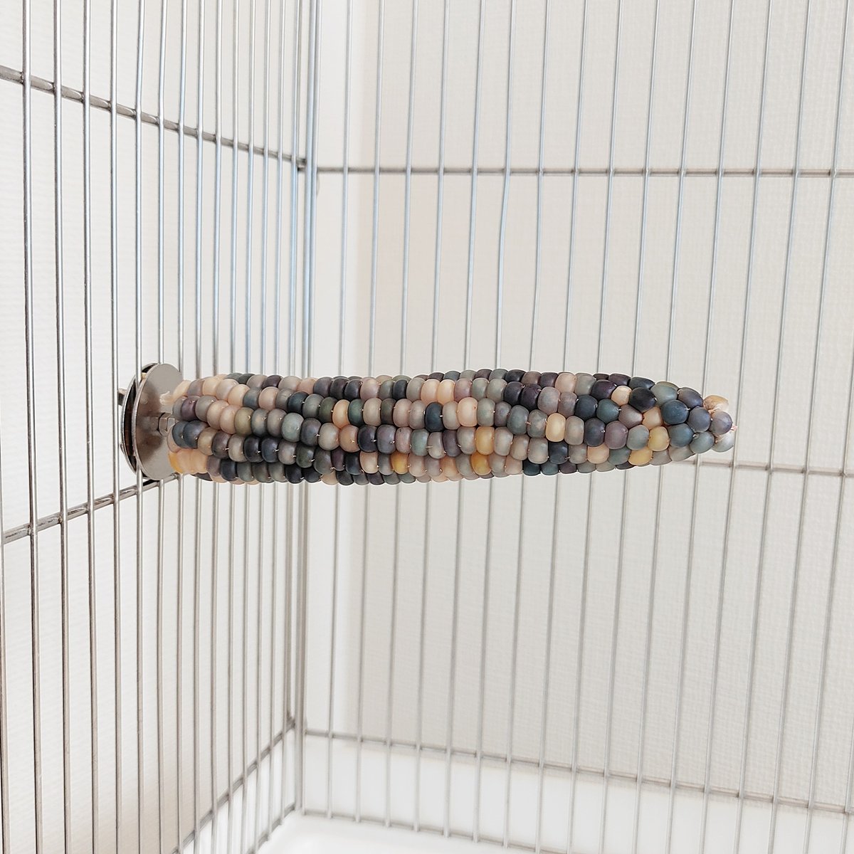 2025年小鳥インコ用 止まり木 カラフルコーンパーチ Lサイズ