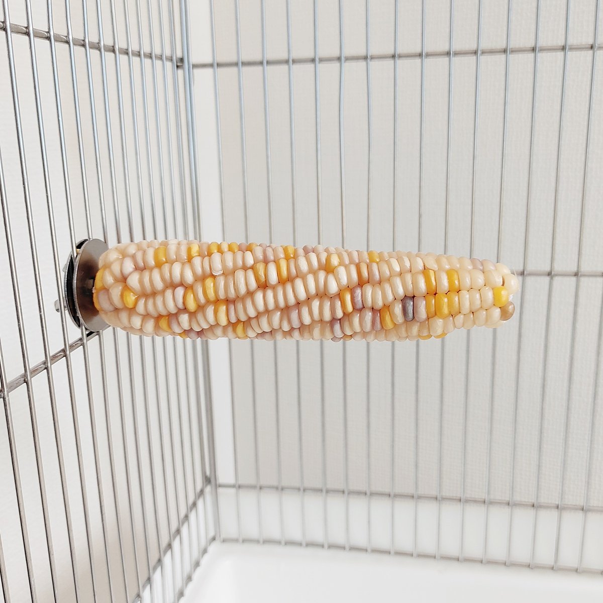 【中型〜大型鳥さん用】重量13kg！どっしり♬止まり木 中型〜大型鳥さん用】重量13kg！どっしり♬止まり木 中型〜大型