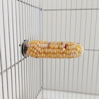 小鳥インコ用 止まり木 カラフルコーンパーチ Mサイズ バードトイ 鳥おもちゃ M008