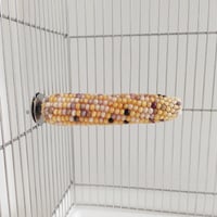 小鳥インコ用 止まり木 カラフルコーンパーチ 2Lサイズ バードトイ 鳥おもちゃ 2L037