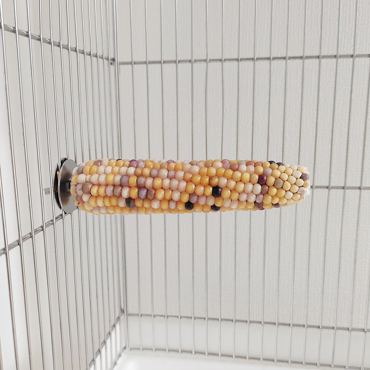 2025年小鳥インコ用 止まり木 カラフルコーンパーチ 2Lサイズ