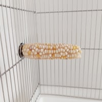 小鳥インコ用 止まり木 カラフルコーンパーチ Lサイズ バードトイ 鳥おもちゃ L032
