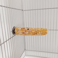 小鳥インコ用 止まり木 カラフルコーンパーチ Lサイズ バードトイ 鳥おもちゃ L028