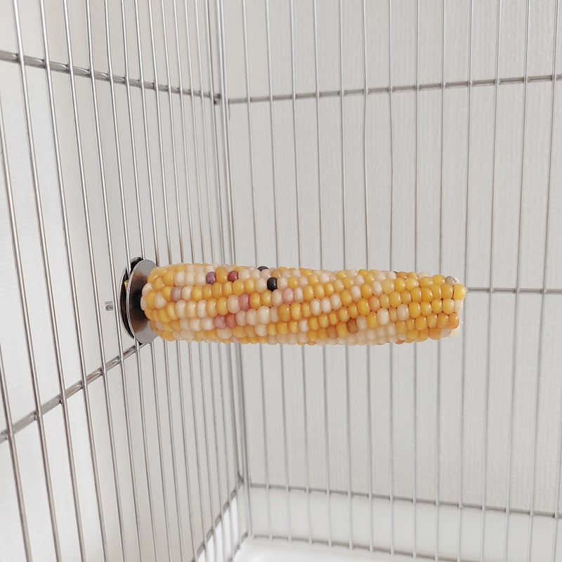 小鳥インコ用 止まり木 カラフルコーンパーチ Lサイズ バードトイ 鳥