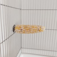 小鳥インコ用 止まり木 カラフルコーンパーチ Lサイズ バードトイ 鳥おもちゃ L029