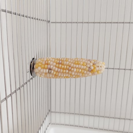 小鳥インコ用 止まり木 カラフルコーンパーチ Lサイズ バードトイ 鳥おもちゃ L029