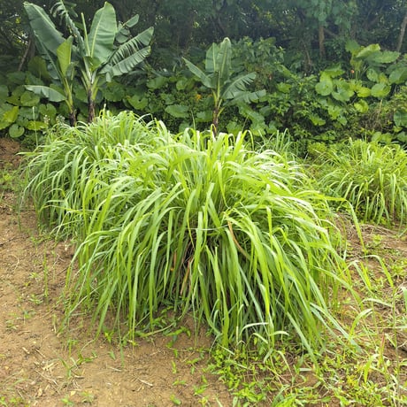 レモングラス葉 20g