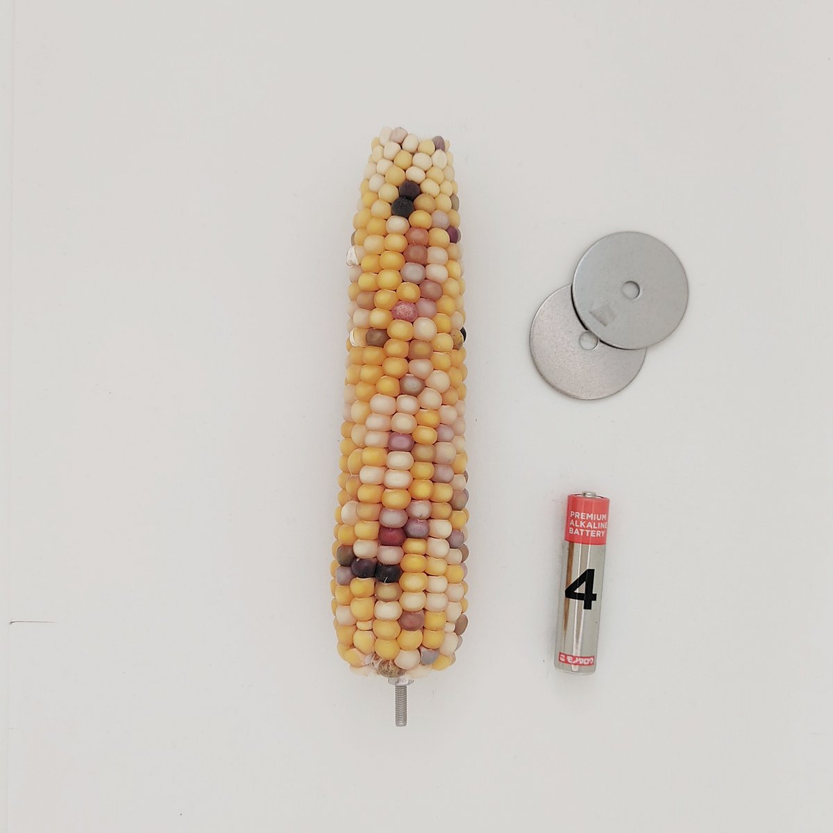 2025年小鳥インコ用 止まり木 カラフルコーンパーチ 2Lサイズ