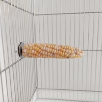 小鳥インコ用 止まり木 カラフルコーンパーチ Lサイズ バードトイ 鳥おもちゃ L026